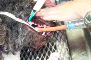 dental8